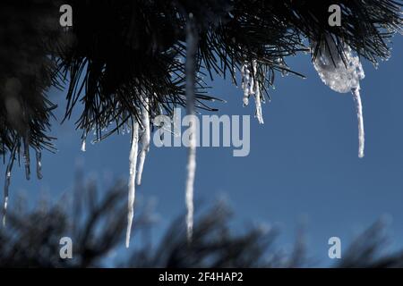 Brunswick, Germany. 14th Feb, 2021. Icicles hang from the branches of a pine tree. At icy minus 16 degrees Celsius the sun shines in the morning. Credit: Stefan Jaitner/dpa/Ģ����ý Live News Stock Photo