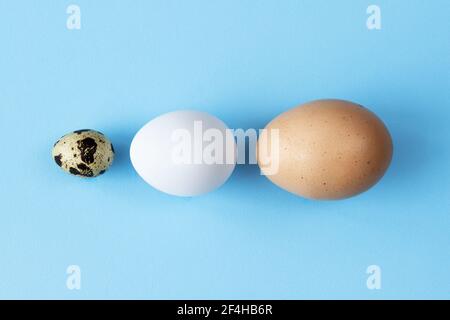 Three type of different birds eggs isolated on blue paper background. Various size and kind choice concept. Quail, egg and turkey eggs nutrients Stock Photo