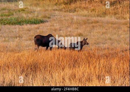 Moose Mother And Her Calf in Yellowstone National Park High quality photo Stock Photo