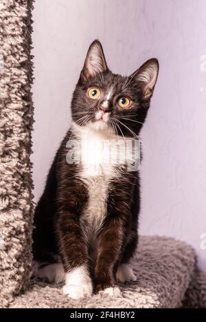 A black and white funny kitten looks up. The kitten is sitting on a special gray cat game complex. Stock Photo