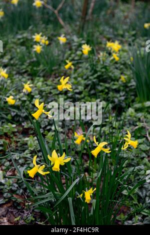 Narcissus February Gold,yellow daffodil,dwarf,miniature daffodils,display,spring display,yellow daffodils,RM Floral Stock Photo