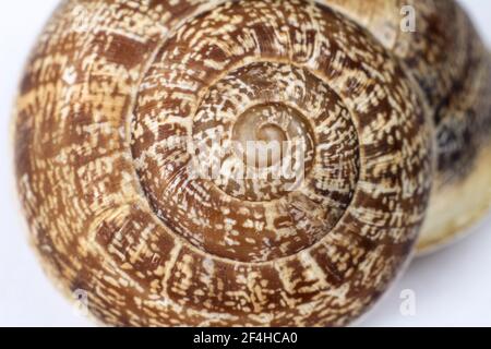 Macro photography of brown snail shell on white background Stock Photo