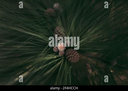 Close-up of a pineapple on a tree Stock Photo