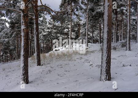 Pine forest covered with snow in Candelario, Salamanca, Castilla y Leon, Spain. Stock Photo