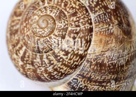 Macro photography of brown snail shell on white background Stock Photo