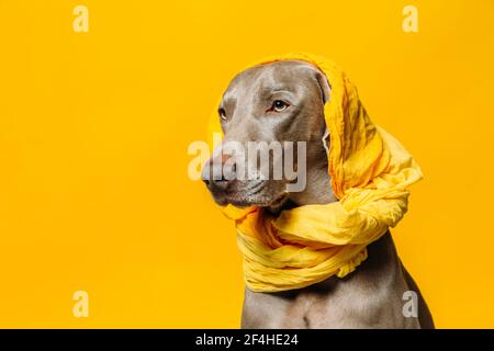 Yellow weimaraner 2024