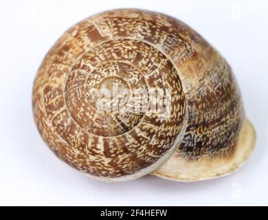 Macro photography of brown snail shell on white background Stock Photo