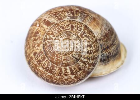 Macro photography of brown snail shell on white background Stock Photo