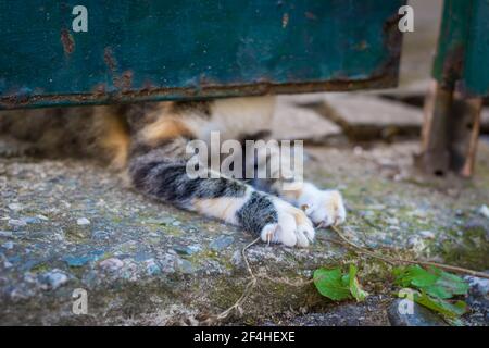 Curious calico kitten trying to get out under the gate, only paws visible Stock Photo