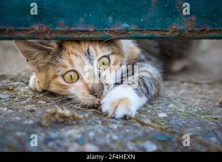 Curious calico kitten trying to get out under the gate Stock Photo