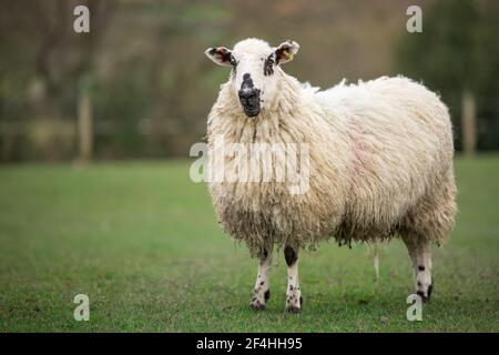 Black and white moorland  swaledale sheep ewe in green field Stock Photo