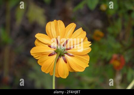 Yellow Gerbera flower from the back in the garden Stock Photo