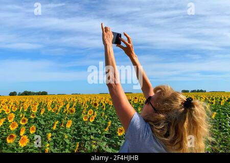 Adult woman photographing a Field of blooming sunflowers with a smartphone. Behind the blue sky with some clouds. Stock Photo