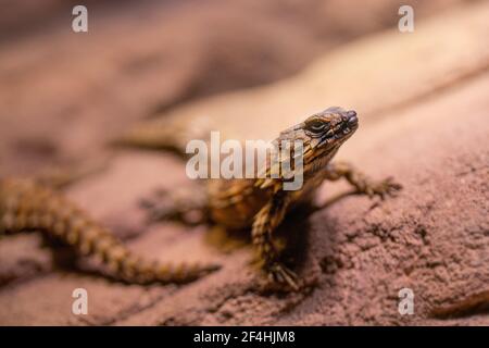 A selective focus shot of armadillo girdled lizard Stock Photo