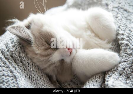 A sleeping small kitten lies in a soft knitted blanket. Close up. Shallow Depth of Field. SDF. Stock Photo