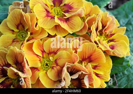 Close up of primula vulgaris Marietta a bi colour rosette F1 Polyanthus that is a yellow and red spring flowering semi evergreen hardy perennial Stock Photo