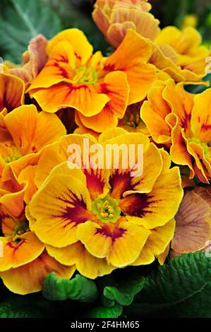 Close up of primula vulgaris Marietta a bi colour rosette F1 Polyanthus that is a yellow and red spring flowering semi evergreen hardy perennial
