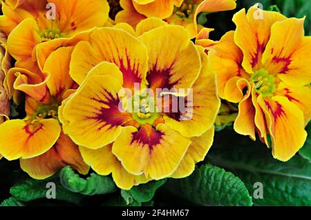 Close up of primula vulgaris Marietta a bi colour rosette F1 Polyanthus that is a yellow and red spring flowering semi evergreen hardy perennial Stock Photo