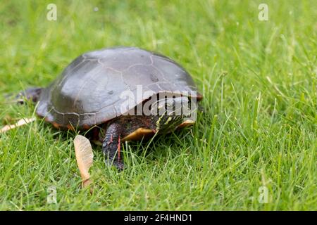 Painted turtle making its way slowly through dewy green grass Stock Photo