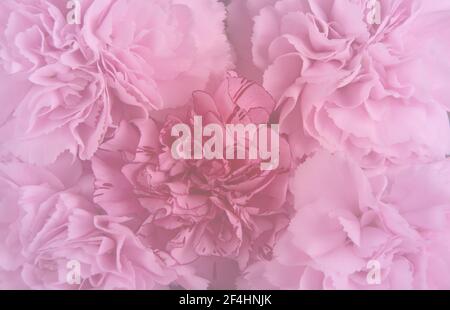 Pink Carnations Close Up. . Stock Photo