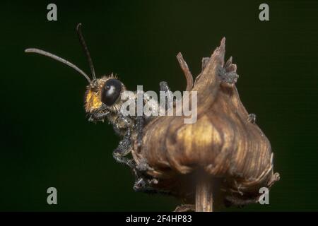 Golden digger/orange colour wasp Sphex ichneumoneus with pointy antennas ready to jump Stock Photo