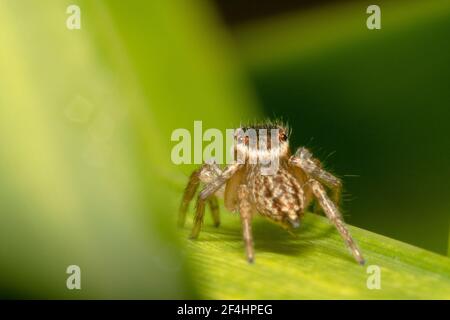 Brown jumping spider shot from behind. Stock Photo