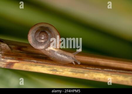 Spiral shell of a snail with pointy eyes Stock Photo