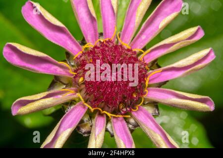 Close up shot of a pink daisy flower with red dial Stock Photo