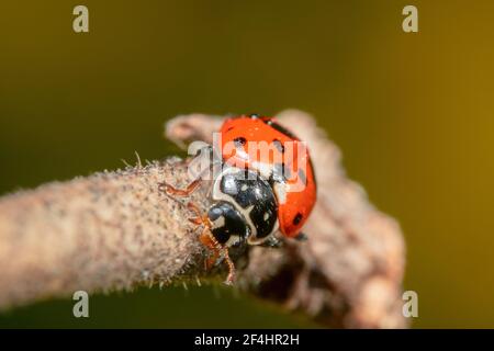 Lady bug crawling on a furry stick Stock Photo