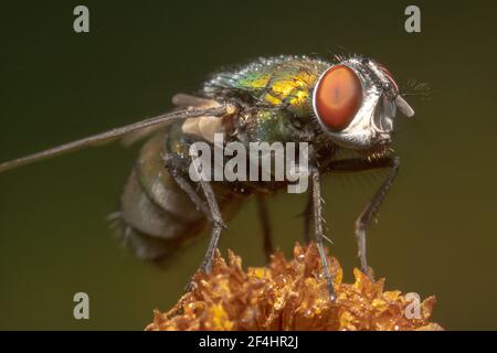 Shiny green housefly with big red eyes sitting on a dry flower Stock Photo