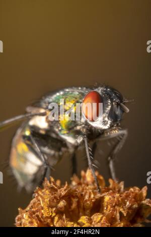 Portrait shot of a curled up shiny green fly Stock Photo