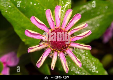 Curled up petals of a pink daisy flower Stock Photo