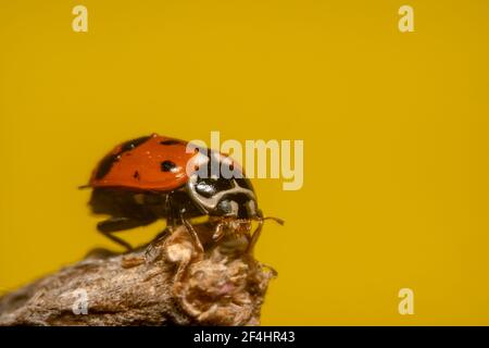 Orange and black spot lady bug ready to take off with yellow background Stock Photo