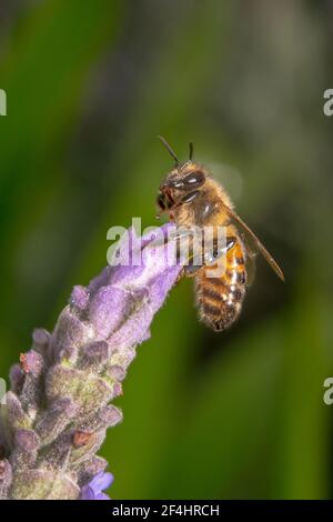 Honey bee sitting on a tip of a purple flower Stock Photo