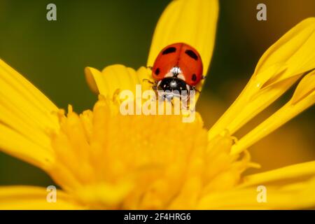 Close up shot of a yellow flower and lady bug Stock Photo