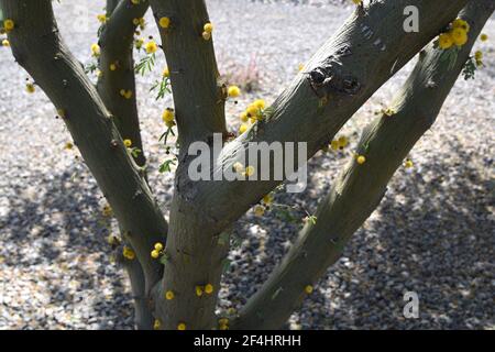 Blooms on the bark of a sweet acacia tree Acacia farnesiana Stock Photo