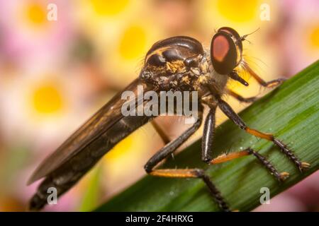 Robber/assassin fly side way full body shot with orange legs Stock Photo