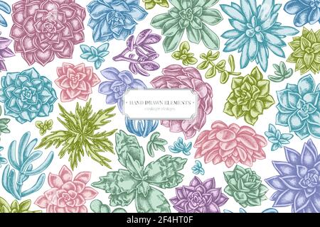 Floral design with pastel succulent echeveria, succulent echeveria, succulent Stock Vector
