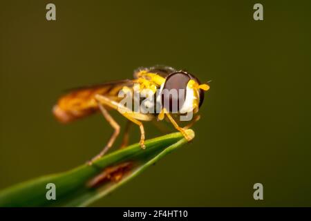 Hover fly with thin stomach resting Stock Photo