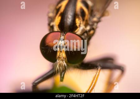 Close up shot of a common robberfly with big eyes and pink background Stock Photo