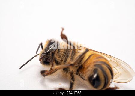 Honey bee lying on a white photo studio with antennas down