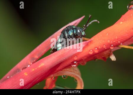 Australian native Thyreus nitidulus Neon Cuckoo bee/blue and black striped bee lookig for nectar