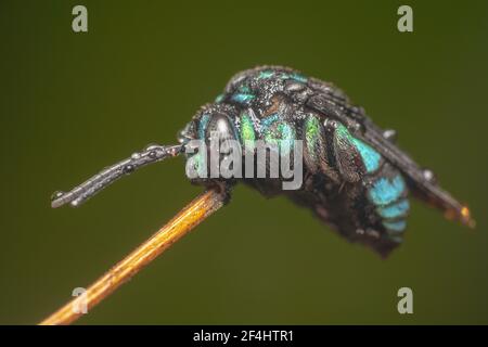Australian native Thyreus nitidulus Neon Cuckoo bee/blue and black striped bee sitting on a stick with pointy antennas