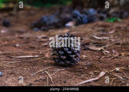 Close up of pine cone that has fallen on the ground with a blurred background. Stock Photo
