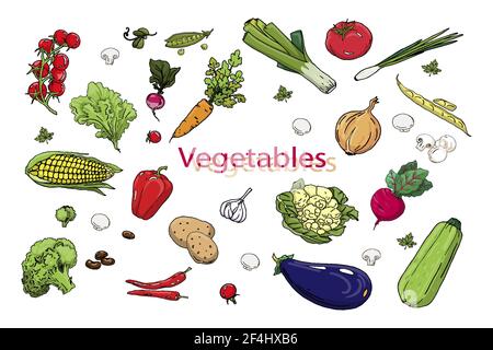 vegetables, set of colored icons, images isolated, hand-drawn, vector illustration Stock Vector