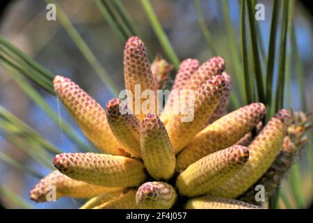 A young pinecone comes to life in the spring of the year. Stock Photo