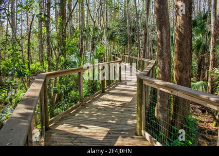 The Boardwalk leading through a natural Everglades habitat at the Ah-Tah-Thi-Ki Museum of the Seminole Tribe of Florida located off the Tamiami Trail Stock Photo