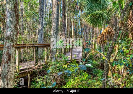 The Boardwalk leading through a natural Everglades habitat at the Ah-Tah-Thi-Ki Museum of the Seminole Tribe of Florida located off the Tamiami Trail Stock Photo