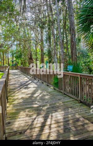 The Boardwalk leading through a natural Everglades habitat at the Ah-Tah-Thi-Ki Museum of the Seminole Tribe of Florida located off the Tamiami Trail Stock Photo