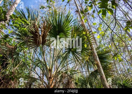 An Everglades landscape of Palmettos and trees off the Boardwalk at the Ah-Tah-Thi-Ki Museum of the Seminole Tribe of Florida located off the Tamiami Stock Photo